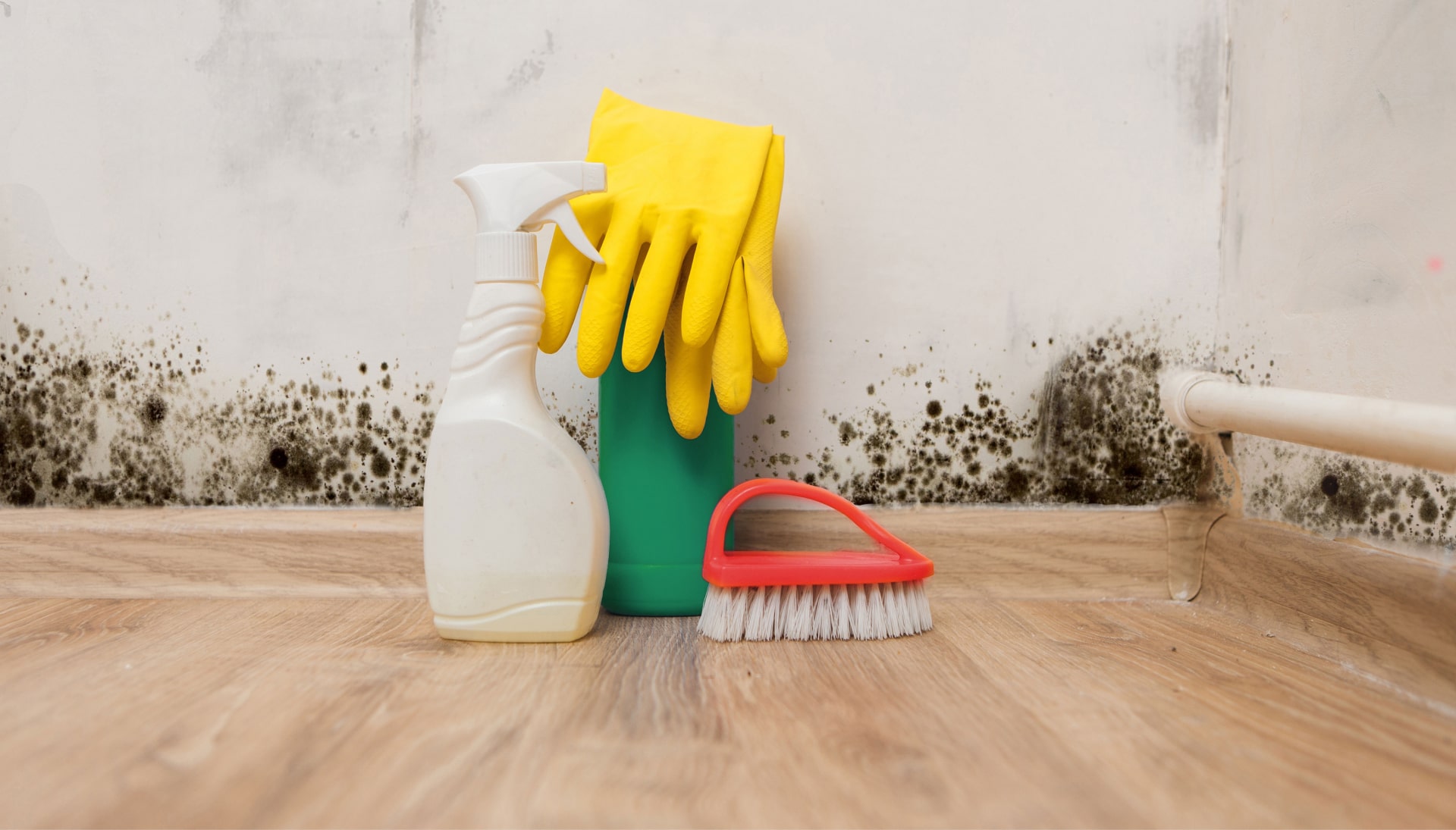 Know About Mold Removal In Santa Monica