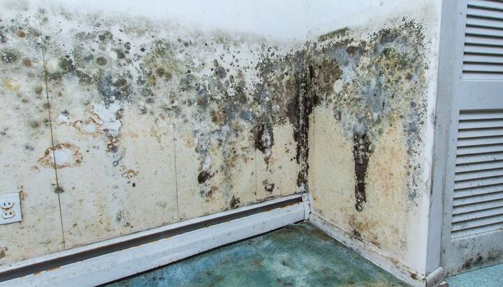 Mold Damage Odor Control Services in Santa Monica